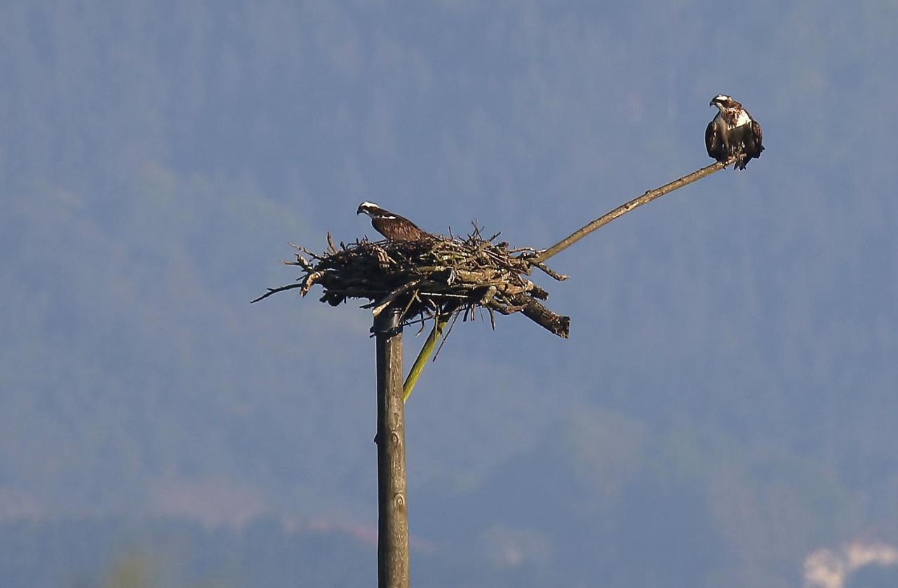 Urdaibai Bird Center Hotel Gautegiz Arteaga Kültér fotó