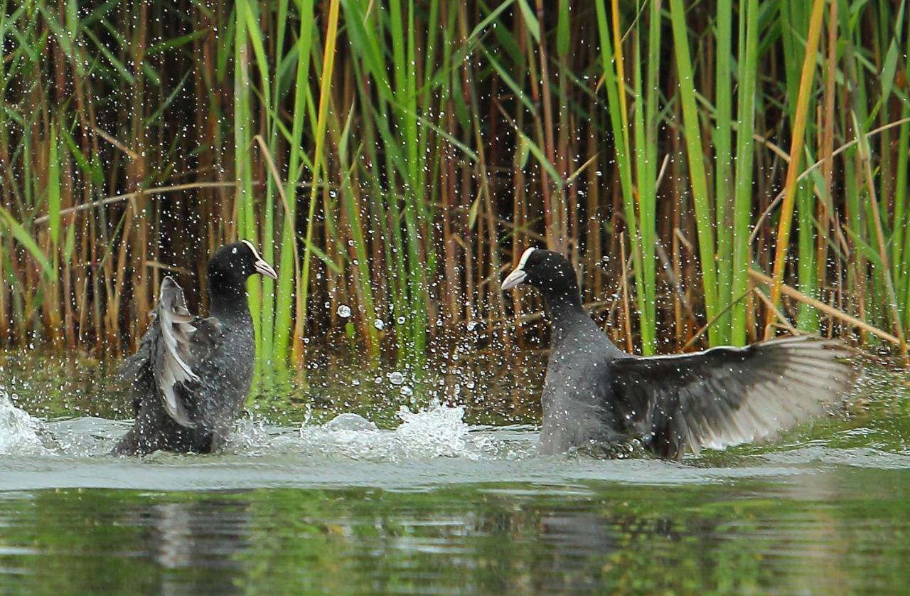 Urdaibai Bird Center Hotel Gautegiz Arteaga Kültér fotó