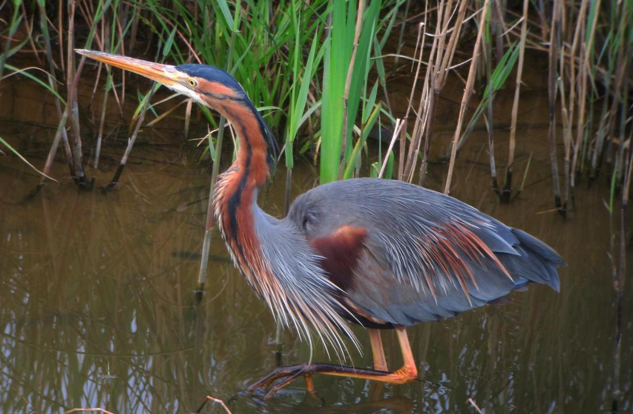 Urdaibai Bird Center Hotel Gautegiz Arteaga Kültér fotó